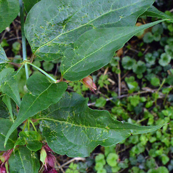 Leaf of Himalayan Honeysuckle 