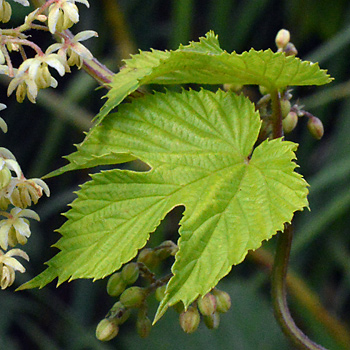 Leaf of Common Hop  