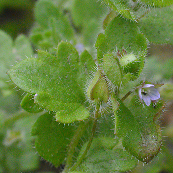 Leaf of Ivy-Leaved Speedwell 