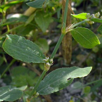 Leaf of Common Knotweed