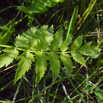 Leaf of Lesser Water Parsnip