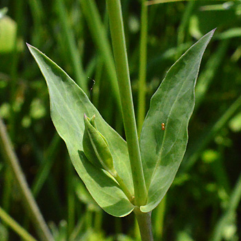 Leaf of Bladder Campion 
