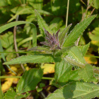 Leaf of Marsh Woundwort 