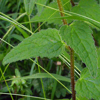 Leaf of Nettle-Leaved Bellflower