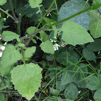 Leaf of Nipplewort