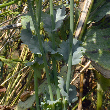 Leaf of Opium Poppy