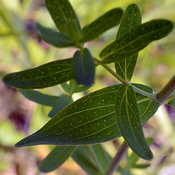 Leaf of Perforate St John's-Wort