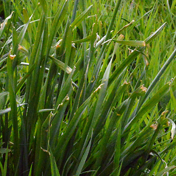 Leaf of Pheasant's Eye Narcissus