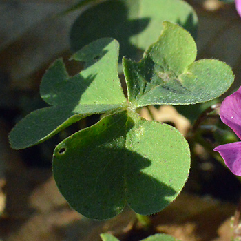 Leaf of Pink Sorrel