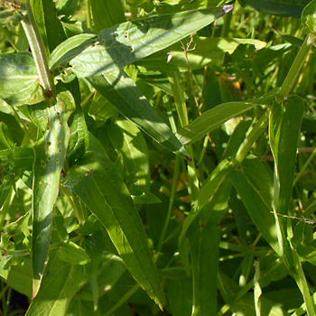 Leaf of Purple Loosestrife 