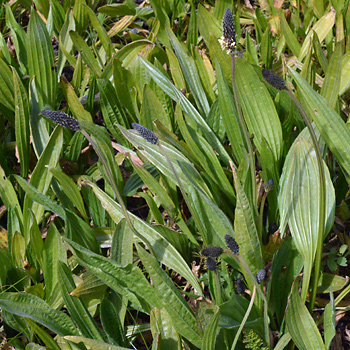 Leaf of Ribwort Plantain
