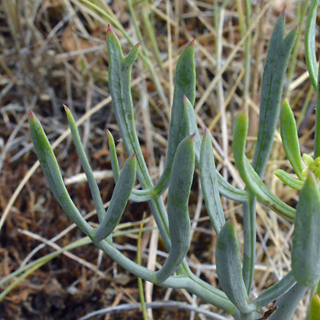 Leaf of Rock Samphire 