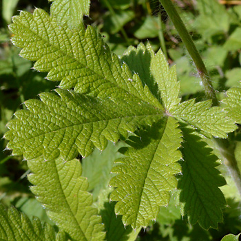 Leaf of Sulphur Cinquefoil 