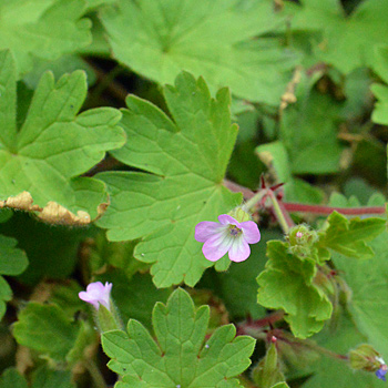 Leaf of Round-Leaved Cranesbill 