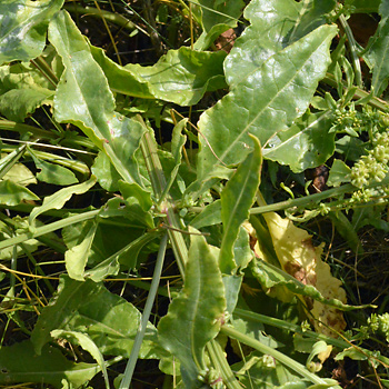 Leaf of Sea Beet