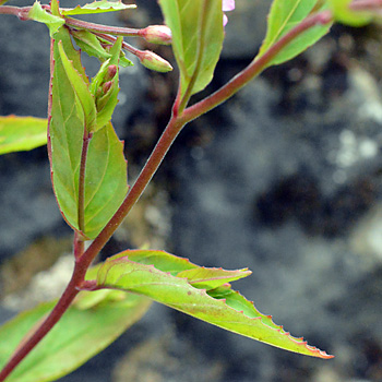 Leaf of Broad-Leaved Willowherb