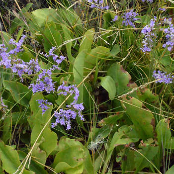 Leaf of Common Sea-Lavender  