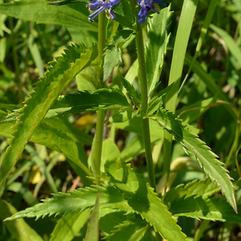 Leaf of Long-Leaved Speedwell 