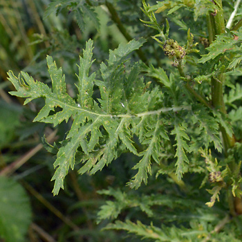 Leaf of Tansy  