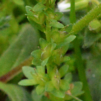 Leaf of Thyme-Leaved Speedwell