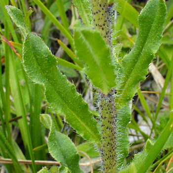 Leaf of Viper's Bugloss 
