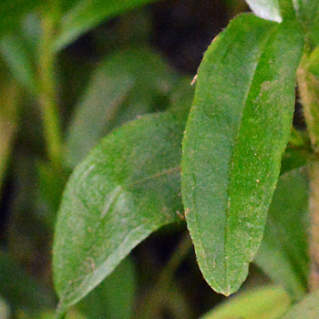 Leaf of Water Forget-Me-Not 