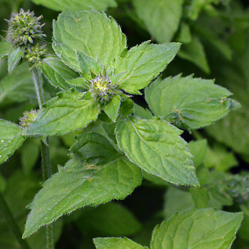 Leaf of Water Mint 