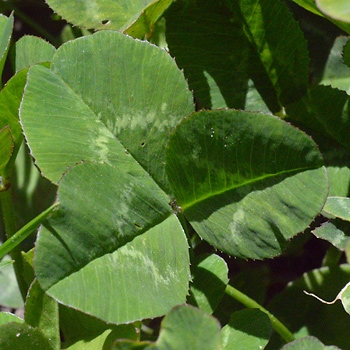 Leaf of White Clover