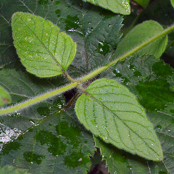 Leaf of Wild Basil 