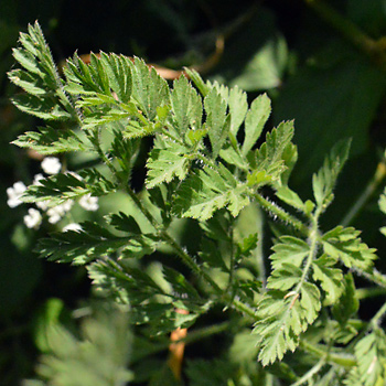 Leaf of Wild Carrot 