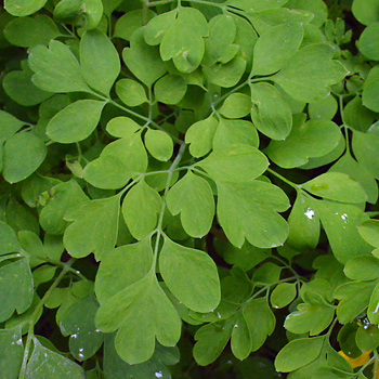 Leaf of Yellow Corydalis