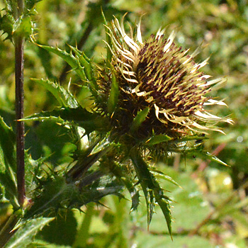 Leaf of Carline Thistle