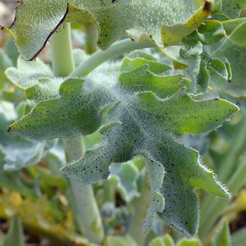 Leaf of Yellow Horned Poppy