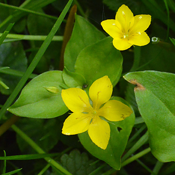 Leaf of Yellow Pimpernel