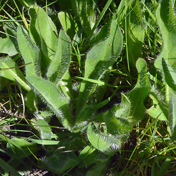 Leaf of Fox-and-Cubs
