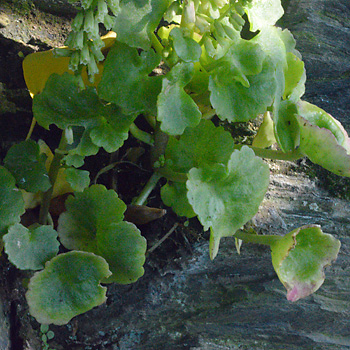 Leaf of Navelwort