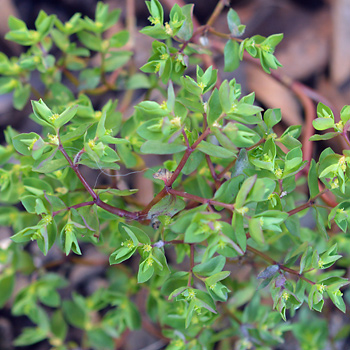 Leaf of Petty Spurge