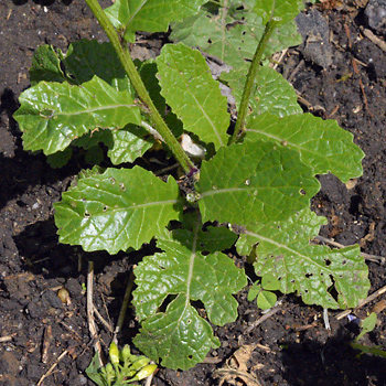 Leaf of Charlock Mustard