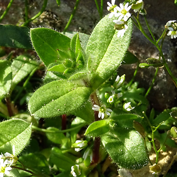 Leaf of Common Whitlowgrass