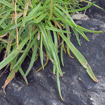 Leaf of Sea Plantain
