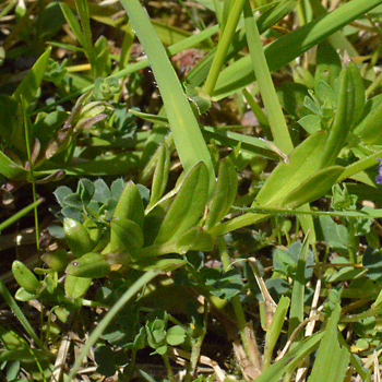 Leaf of Common Milkwort