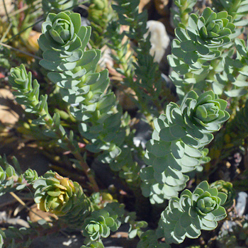 Leaf of Sea Spurge