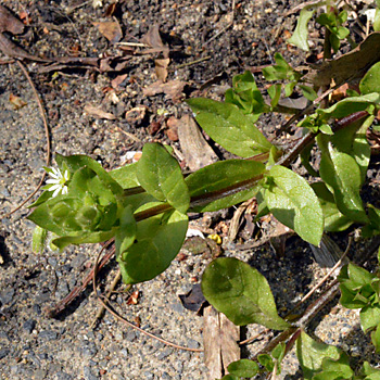 Leaf of Common Chickweed