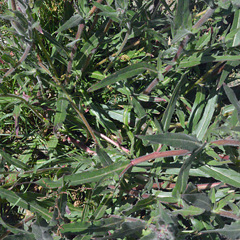 Leaf of Sand Primrose
