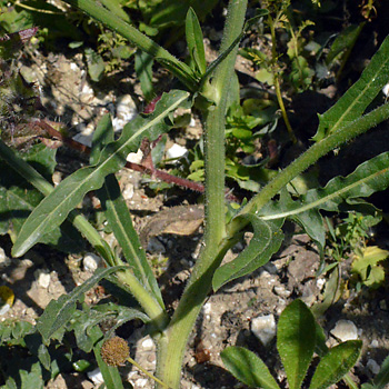Leaf of Wild Chicory