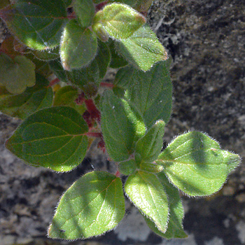 Leaf of Pellitory-of-the-Wall