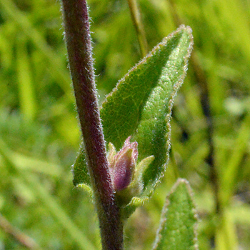 Leaf of Clustered Bellflower 