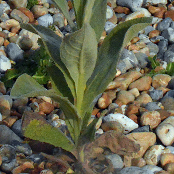 Leaf of Great Mullein