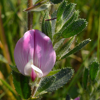 Leaf of Common Restharrow 