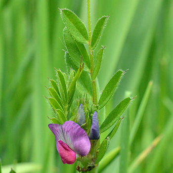 Leaf of Common Vetch 